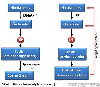 Erkek üreme sisteminin hormonal kontrolü